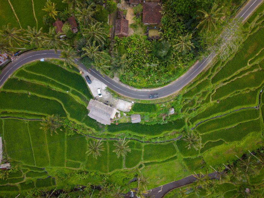 Aerial shot showcasing lush green rice terraces and a winding road in Bali, Indonesia.