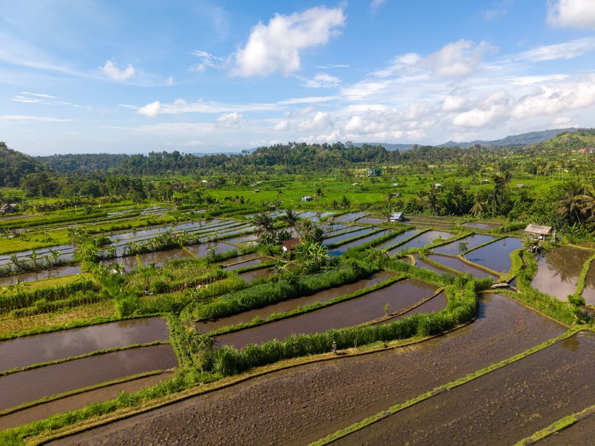 Scenic aerial view of lush rice terraces in Bali, Indonesia under a bright blue sky.