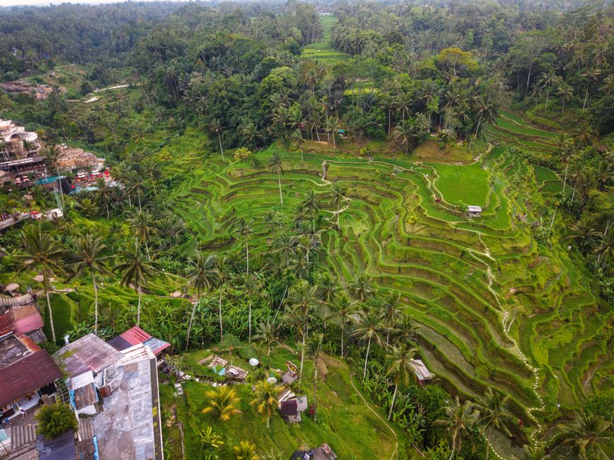 Breathtaking aerial panorama of lush green rice terraces in Bali, Indonesia, showcasing nature's beauty.