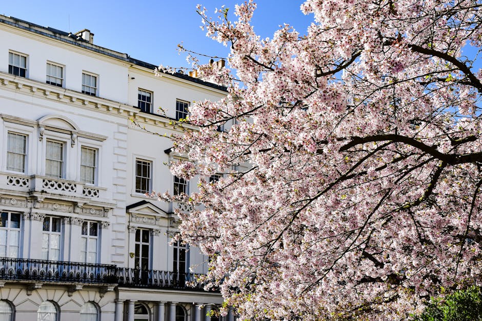 Cherry blossoms bloom next to a classic building facade on a sunny spring day.