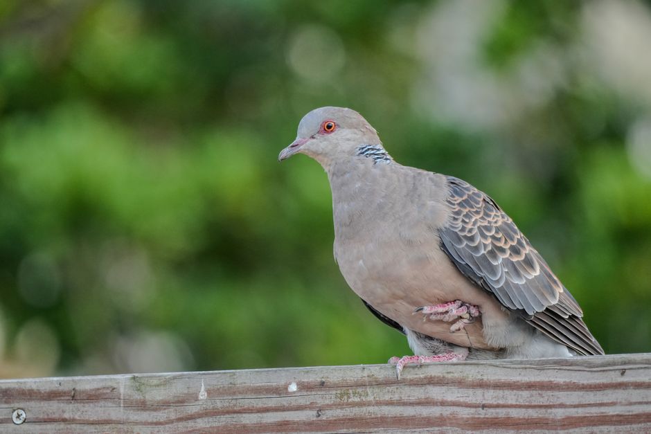 An oriental turtle dove perched on a wooden fence with blurred green background.