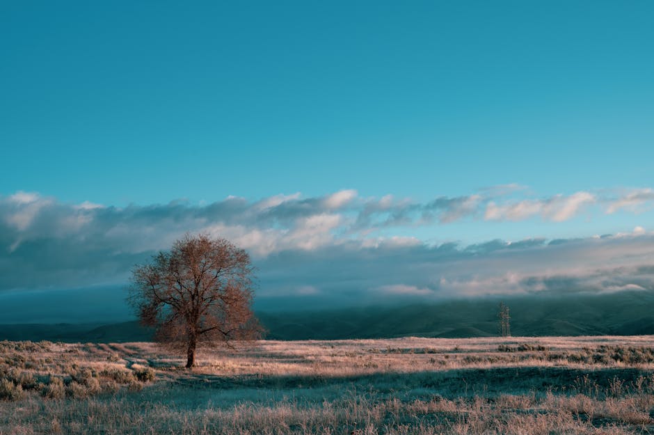 Picturesque scenery of grassland with dry foliage of tree against cloudy blue sky above hills