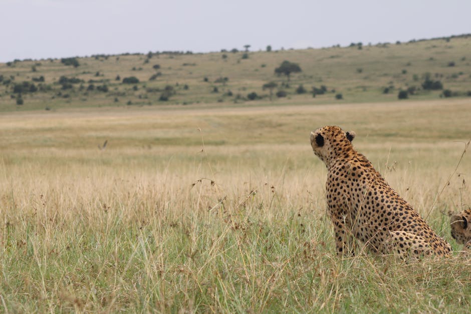 Cheetah resting in the vast African savannah, showcasing its natural habitat and wildlife charm.