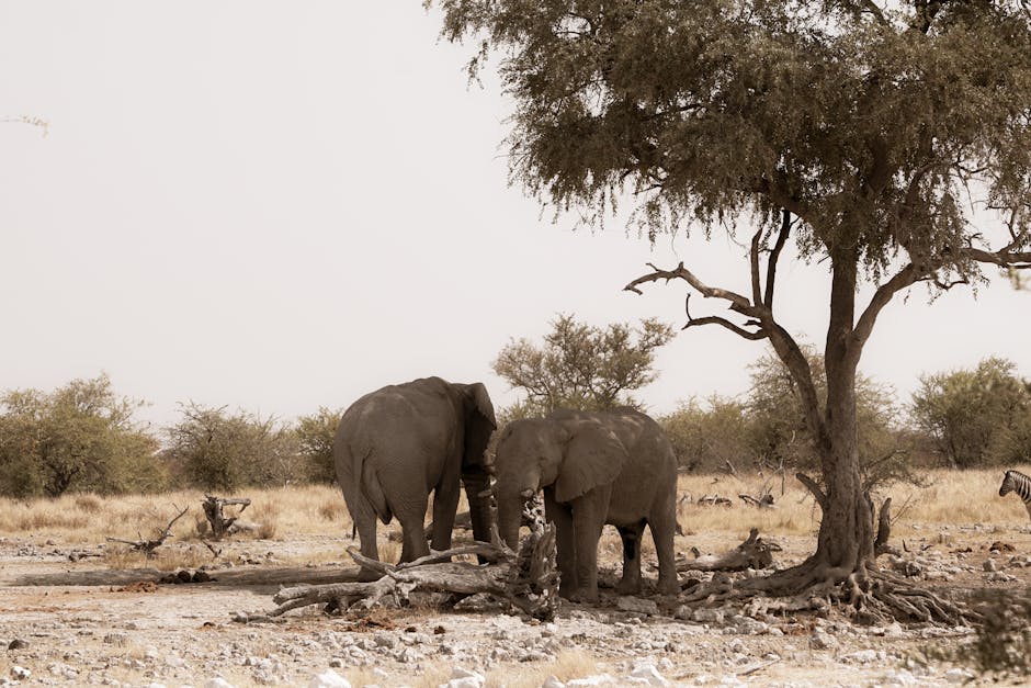 Two African elephants standing under a tree in an arid savanna landscape, showcasing wildlife beauty.