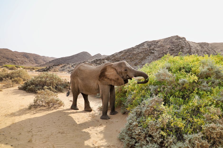 An African elephant (Loxodonta africana) foraging in a desert landscape with mountains in the background.